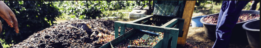 Coffee farmers and processing
